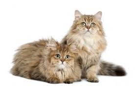 In addition to having to go on the occasional. British Longhair Cat Breed Information And Pictures Petguide