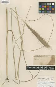 Image result for Aristida stenostachya