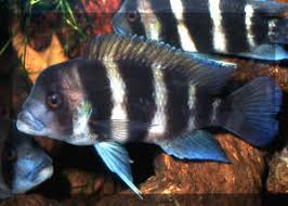 17.4. Lake Malawi Cichlids