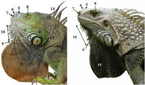 For more information, check out how it works. A Story Of Nasal Horns A New Species Of Iguana Laurenti 1768 Squamata Iguanidae In Saint Lucia St Vincent The Grenadines And Grenada Southern Lesser Antilles And Its Implications For The