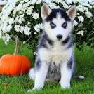 Siberian Husky Dog Breed Profile | Petfinder