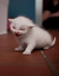 Mata kucing berair bukan masalah biasa. Anak Kucing Sakit Mata Obatnya Apa