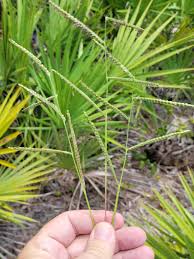 Image result for Paspalum plicatulum
