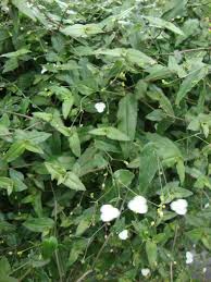 Dig into and choose from momjunction's treasure of 70,000+ baby names that are divided based on meaning, religion, origin, english alphabet, and gender. Photo Of The Leaves Of Tahitian Bridal Veil Gibasis Geniculata Posted By Paul2032 Garden Org
