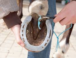 Sante Cheval Fourchette Pourrie Cheval Magazine