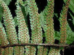 Image result for Dryopteridaceae