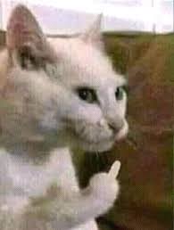 Pin By Sky On Meme Th Funny Cat Faces Funny Animals Funny Cats