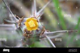 Image result for Euphorbia schinzii