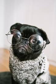 Lower values give better compression (at the cost of image quality). Pug Wallpapers Free Hd Download 500 Hq Unsplash