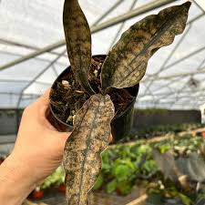 Image result for Sansevieria kirkii