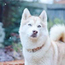 The working class siberian husky, along with the samoyed and the alaskan malamute are descendants of the original sled dog, the eskimo dog (quimmiq).originally, the siberian husky was used to pull heavy sled loads by the chukchi people of northern siberia. 11 Things Only Husky Pup Parents Understand Barkpost