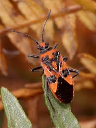 Image result for Canthium bugoyense