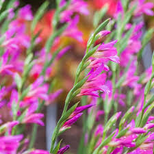 Image result for Gladiolus virgineus