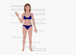 Human anatomy for muscle, reproductive, and skeleton. Human Body Cartoon Female Women Body Vector Png Transparent Png Kindpng