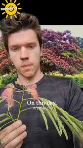 #onthisday mimosa flower #HealingPlants #gardening #growyiurfood #vegan  #growyourfood #eatvegetables #vegancooking #MedicinalPlants #eatfruit  #CaliforniaPlants @bootlegbilly#MCPF