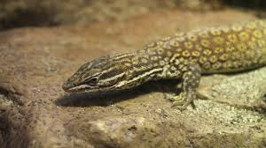Baritji rather than with the other subspecies of v. Red Ackie Monitor Varanus Acanthurus Youtube