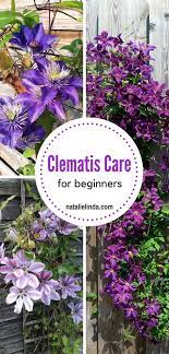 I haven't grown them before so i wonder how many plants maximum could i plant up, i.e. Landscaping Ideas Techniques And Tricks For Your Property Inspiring Landscaping Tips Clematis Plants Clematis Trellis Autumn Clematis