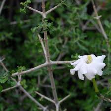 Image result for Gardenia cornuta