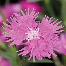Image result for Dianthus angolensis