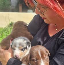 4 Pattes Services 79