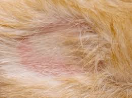 Image result for flea bites