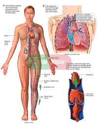 Mechanism Of Pulmonary Embolism Doctor Stock Pulmonary Embolism Pulmonary Pulmonary Embolism Survivor