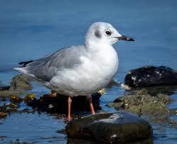 Bonaparte's Gull, Bar Harbor, ME