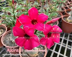 Image result for Adenium swazicum