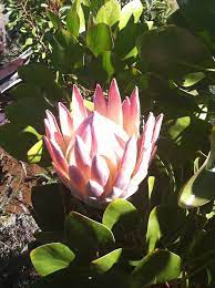 The Majestic King Protea National Flower Of South Africa Growing In Kula Maui Www Aklmaui Com Flower Arrangements Flower Art Tropical Flowers