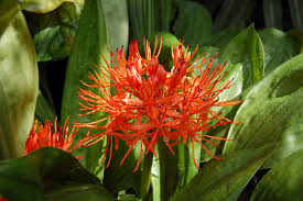 Image result for Scadoxus cinnabarinus