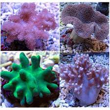 Maybe you would like to learn more about one of these? Beginner Soft Coral Pack Maricultured Soft Corals Coral Reef Aquarium Saltwater Aquarium Beginner