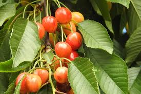Cameron select is a dwarf variety of the popular honeycrips apple. Red And Yellow Round Small Fruit Free Image Peakpx
