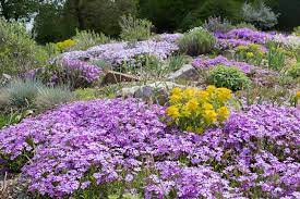 How to plant ground covers. The 15 Best Flowering Ground Covers For Yard Gardener S Path