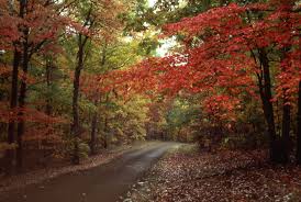 Leaves are not present on many trees at Fall Colors Natchez Trace Parkway U S National Park Service
