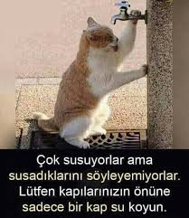 rojin tosun adli kullanicinin candostlarimiz panosundaki pin hayvan sozleri hayvan haklari evcil hayvanlar