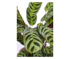 Image result for Ktenante Ctenanthe