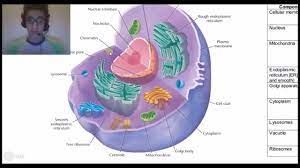 Which organelles (cell parts) is never found in plant cells (only in animal cells)? Organelles Of The Plant And Animal Cell Youtube