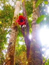 We did not find results for: Perbedaan Bunga Rafflesia Dan Bunga Bangkai Garuda Bengkulu