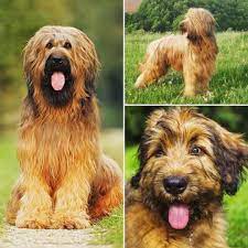 The Briard In Spite Of Their Large Size Are Essentially A Housedog Briard Don T Belong In The Backyard By Themselves Loyal Dog Breeds Dog Breeds Briard Dog