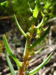 Image result for Suaeda sp. B