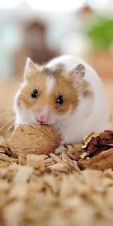Https Www Zuerchertierschutz Ch Fileadmin User Upload Tierhaltungsfragen Pdf Zt Heimtier Broschuere Hamster Pdf
