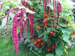 Gartenfuchsschwanze Mogen Nahrstoffreichen Boden Und Nicht Zu Kalte Temperaturen In Der Hitze Brauchen Sie Genugend Wasser Werden Die P Pflanzen Garten Boden