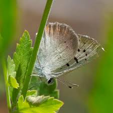 Image result for Embelia libeniana