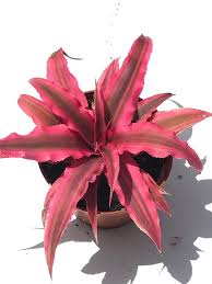 Maybe you would like to learn more about one of these? Cryptanthus Bivittatus Earth Star Tropical Plants Red Star Etsy Tropical Plants Plants Small White Flowers