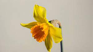 Pin By Alison Feit On Narcicism In 2021 Daffodils Beautiful Flowers Narcissus