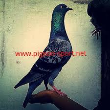 Harga burung merpati biasa ada pada kisaran rp 100.000 hingga rp 200.000. Terjual Merpati Tinggian Pigeon Sport Kaskus