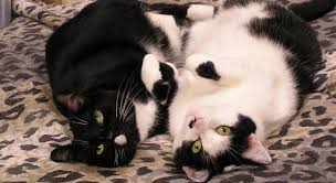 American college of veterinary behaviorists. How Cats Heal Us And Other Species