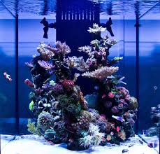 Medred Avec Images Aquarium Recifal Aquarium Marin Aquarium Nano