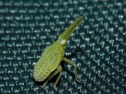 Partridge Bug Nymph Scolops Abnormis Nymph Animals Bugs