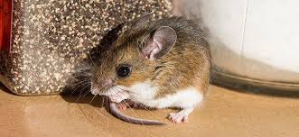 We did not find results for: Does One Mouse In My Maryland Home Mean An Infestation